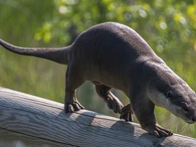 Smooth-coated Otter