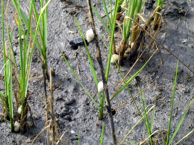 Smooth cordgrass