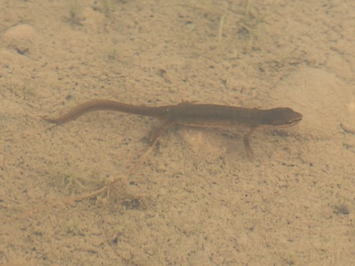 Smooth newt