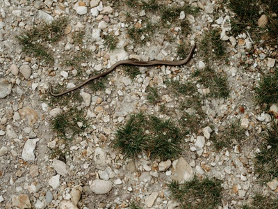 Smooth snake