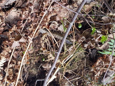 Smooth Snake