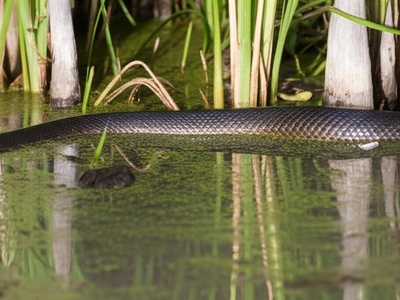Smyth's Water Snake