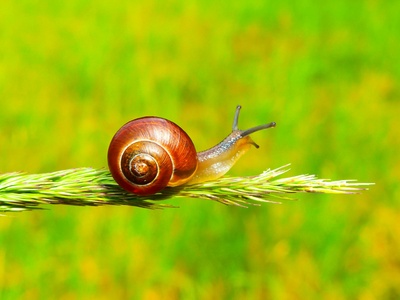 Snail