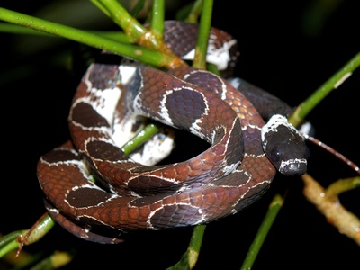 Snail-eating snake