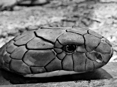 Snakehead