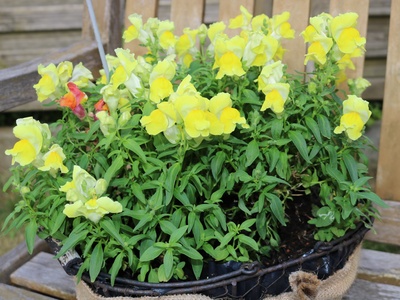 Snapdragon