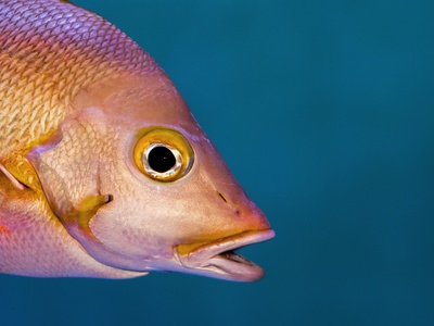Snapper