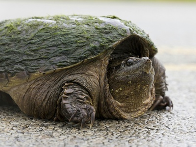 Snapping Turtle