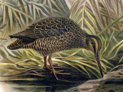 Snipe