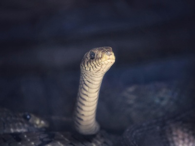 Snouted Cobra