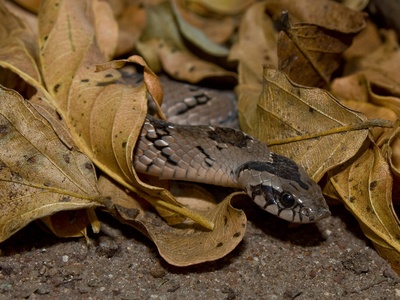 Snouted Night Adder