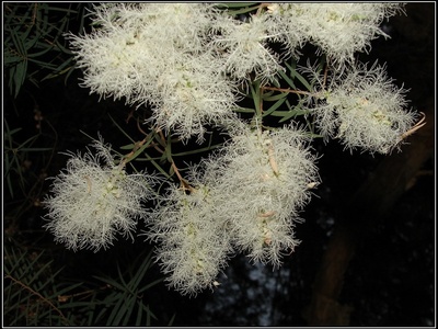Snow-in-summer