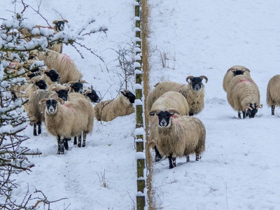 Snow Sheep