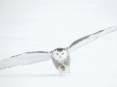 Snowy Owl