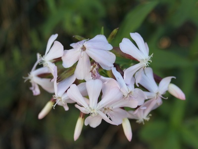Soapwort