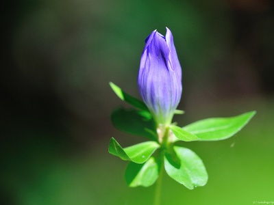 Soapwort Gentian