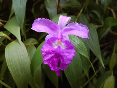 Sobralia Orchid