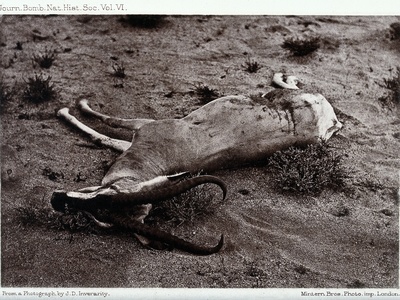 Soemmerring's Gazelle