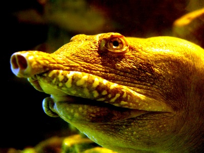 Softshell turtle
