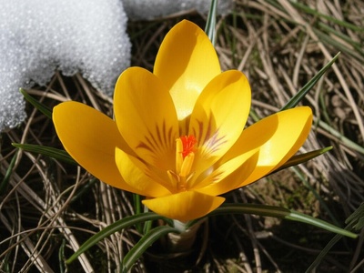 Sogdian Crocus