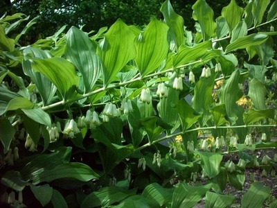 Solomon's Seal