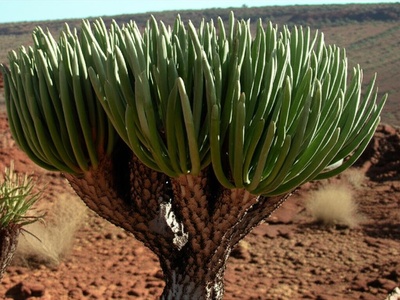 Somali Dragon Tree