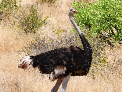 Somali Ostrich
