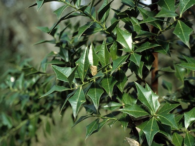 Sombra de toro