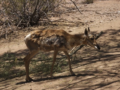 Sonoran Pronghorn