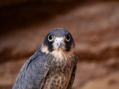 Sooty falcon