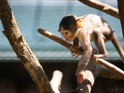 Sooty Mangabey