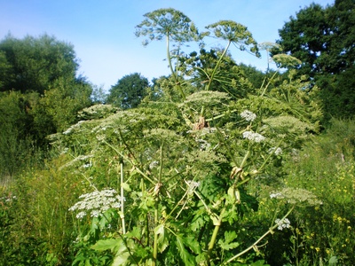 Sosnowsky's Hogweed