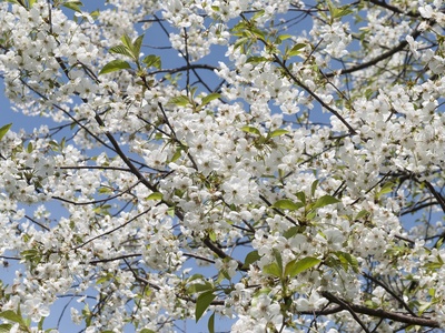Sour Cherry (Višnja)