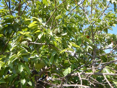 Soursop