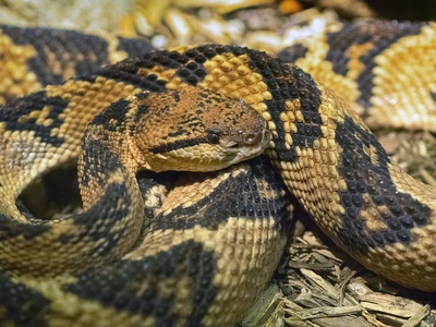 South American Bushmaster
