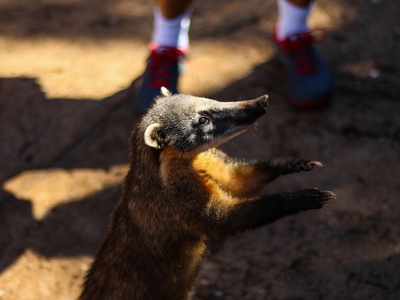 South American Coati