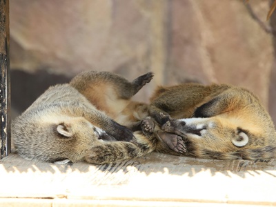 South American coati