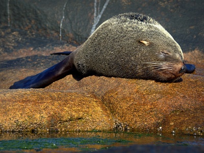 South American Fur Seal