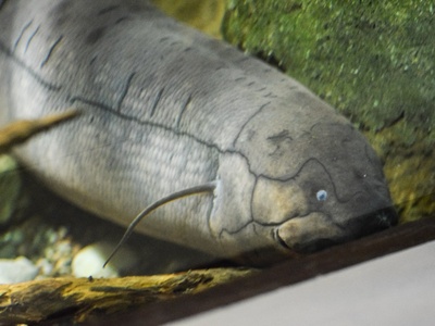 South American Lungfish