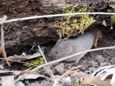 Southern Bog Lemming