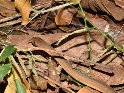 Southern Brown Egg-eater