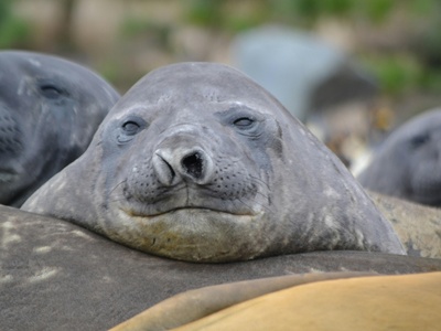 Southern Elephant Seal