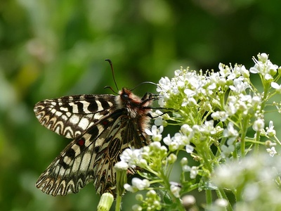 Southern Festoon