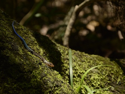 Southern Five-lined Skink