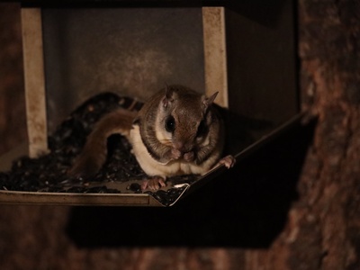 Southern Flying Squirrel