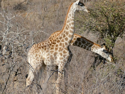 Southern Giraffe