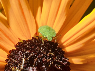 Southern Green Stink Bug