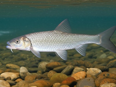 Southern Iberian Nase