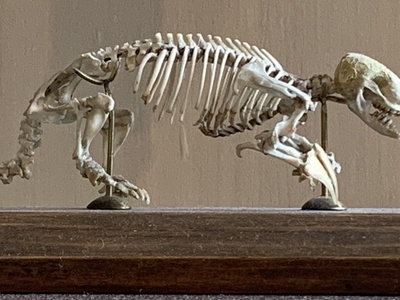 Southern Marsupial Mole