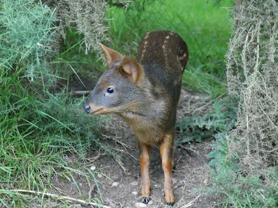 Southern Pudu